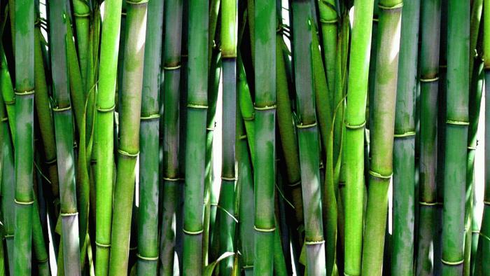 Bambus Produkte